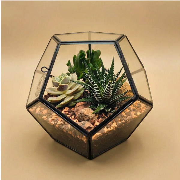 Terrarium géométrique Zoé avec plantes succulentes