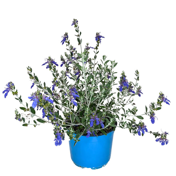 Teucrium Azureum D. 18 H. 40 CM
