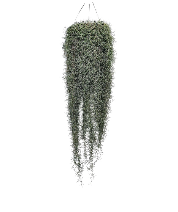 Tillandsia Usneoides extra 90/100 cm.