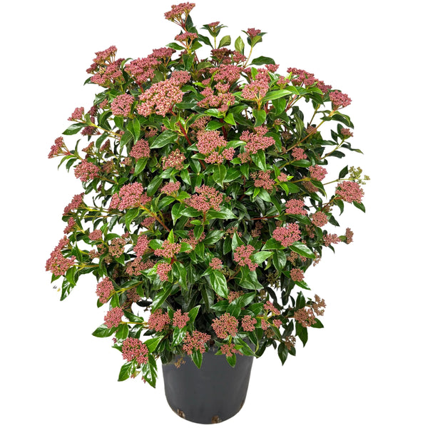 Viburnum Tinus