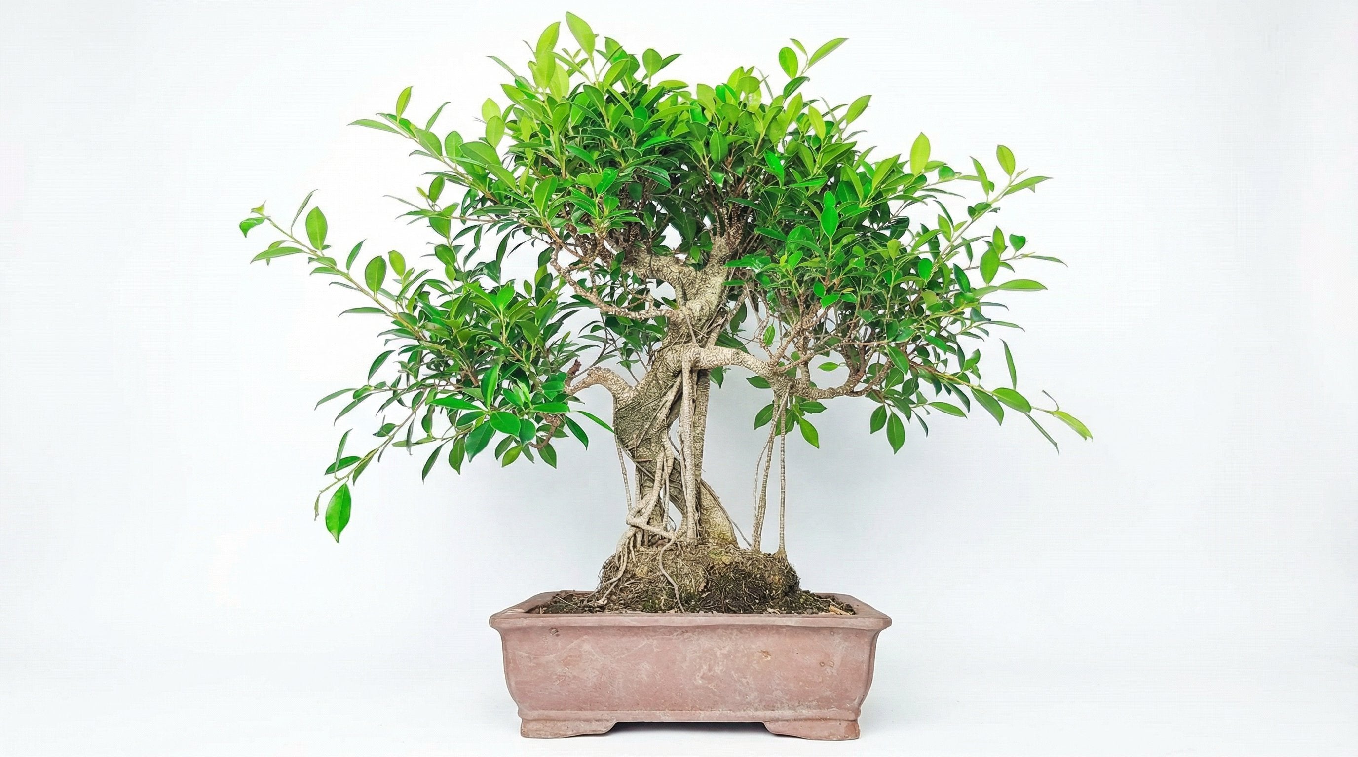 Potatura Bonsai Ficus: Guida Pratica Completa per Tutti  i Giardini di  Giulia