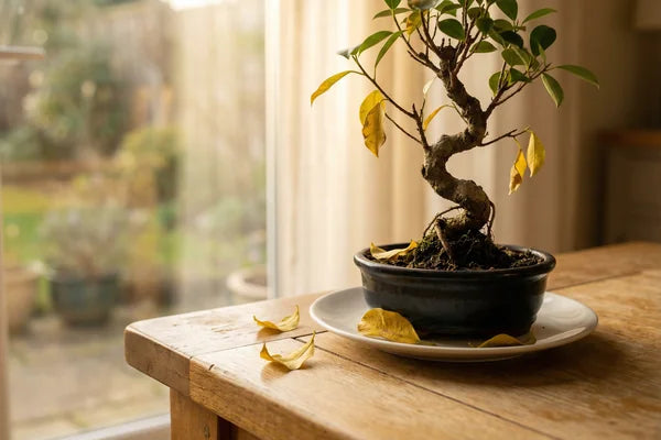 Bonsai Perde le Foglie: La Guida Completa per Salvarlo