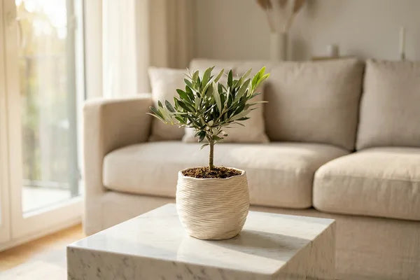 Bonsaï d'olivier et design d'intérieur : Comment choisir la forme parfaite pour votre style