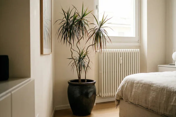 Light for plants in autumn: where to place them without moving them around randomly