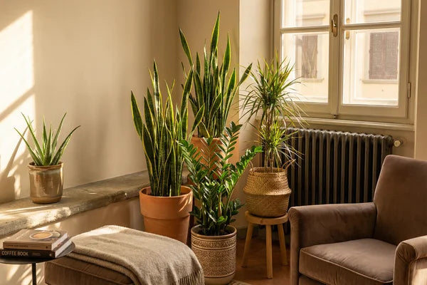 Piante da Interno e Termosifoni: Come Salvarle dal Caldo Secco