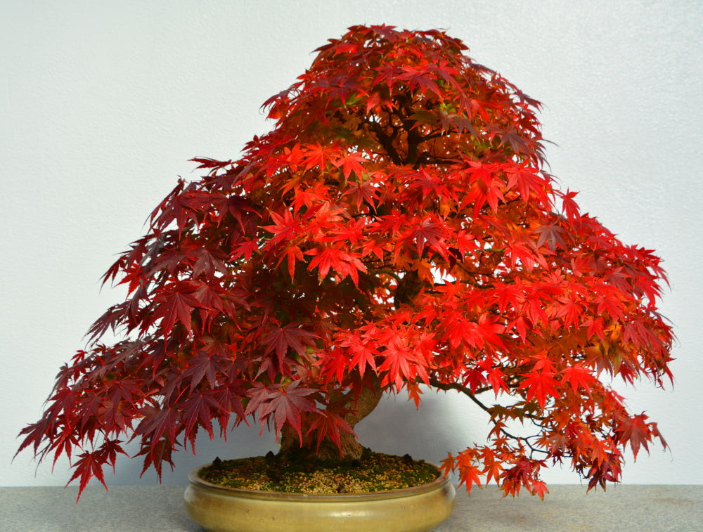 Bonsai Acero: Spettacolo di Colori Autunnali I Giardini di Giulia  i  Giardini di Giulia