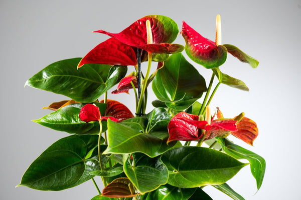 Anthurium : Votre guide pour l’entretien, la floraison et la beauté du feuillage 