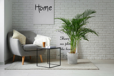 Palmier Areca : Guide pour une plante saine et luxuriante 
