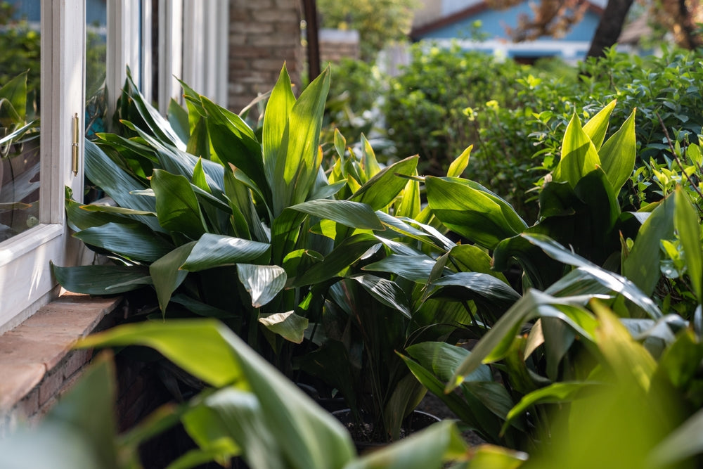 Aspidistra : la plante indestructible qui survit même dans l'obscurité 