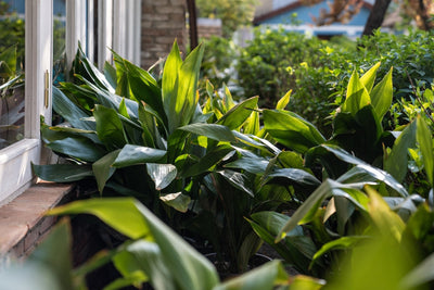 Fitta bordura di Aspidistra dalle foglie verde lucido lungo una finestra esterna