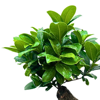 Chioma di un bonsai Ficus Ginseng con foglie verde intenso coperte di goccioline d'acqua