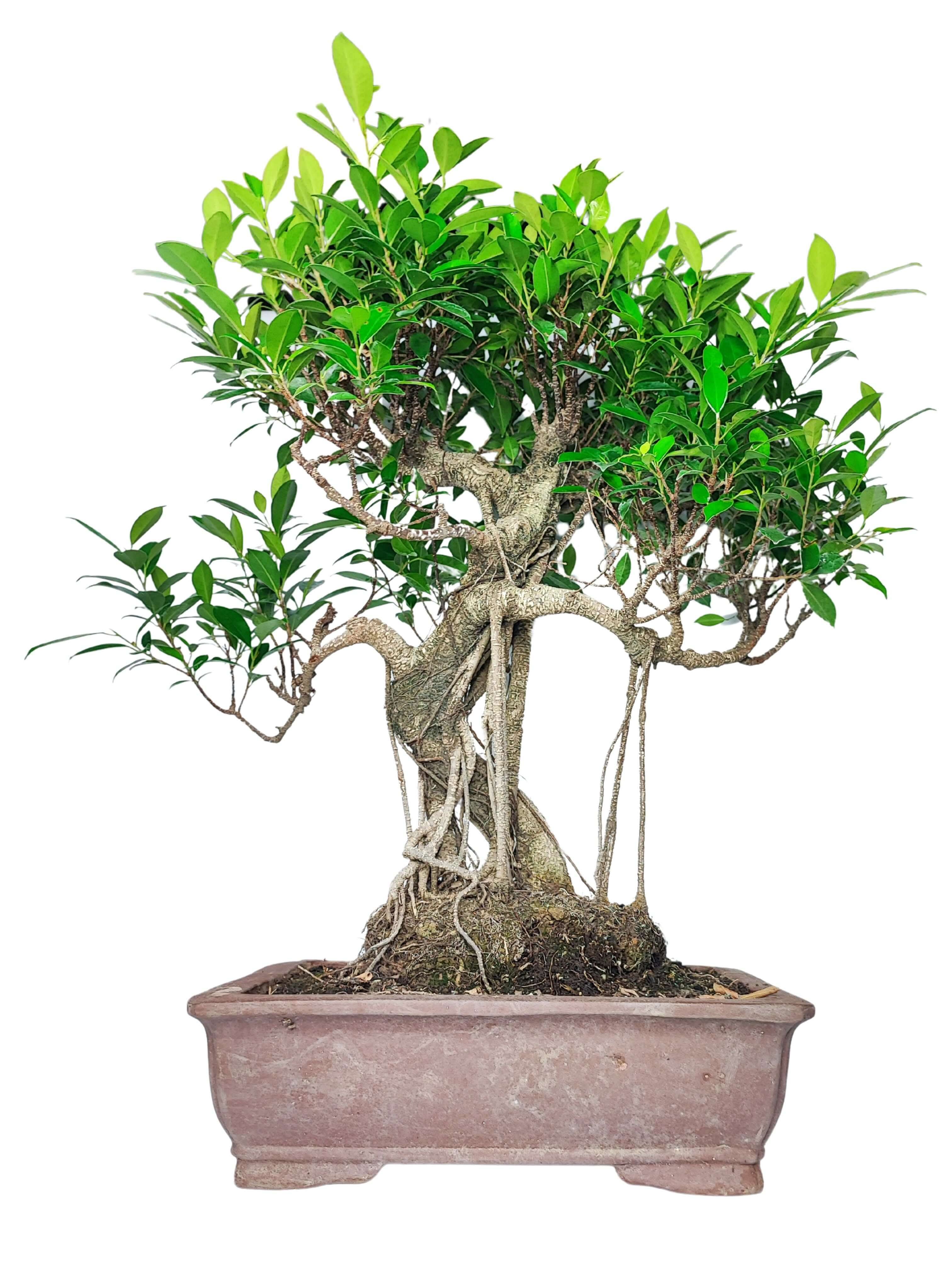 Bonsai Ficus: Cura Completa, Crescita e Prezzo  i Giardini di Giulia