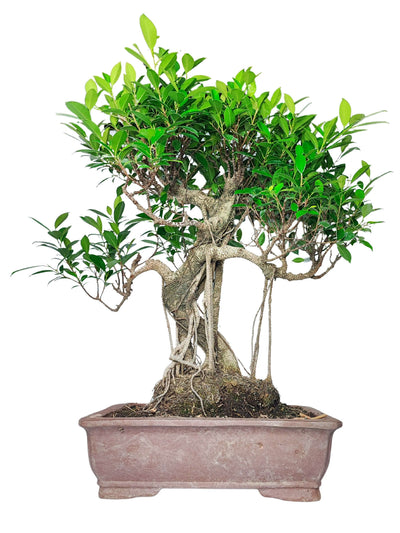 Bonsai Ficus: cura, crescita e consigli pratici