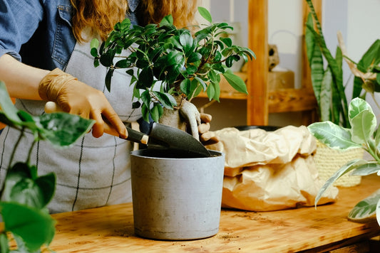 immagine mostra una donna nell'intento di curare un bonsai di Ficus dalle foglie verde scuro in un vaso grigio 
