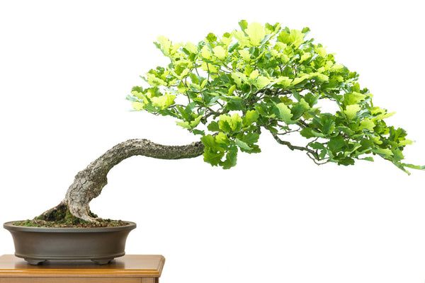 Bonsaï Quercus suber : Le majestueux chêne-liège | Les jardins de Giulia 