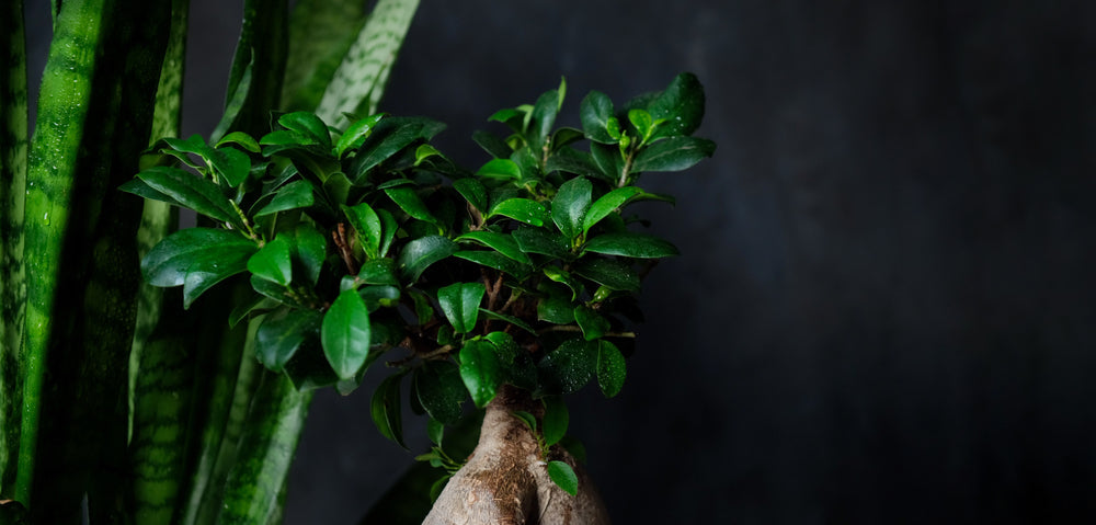 Bonsai Ficus Ginseng in Autunno: Perché Perde le Foglie e Come Aiutarlo