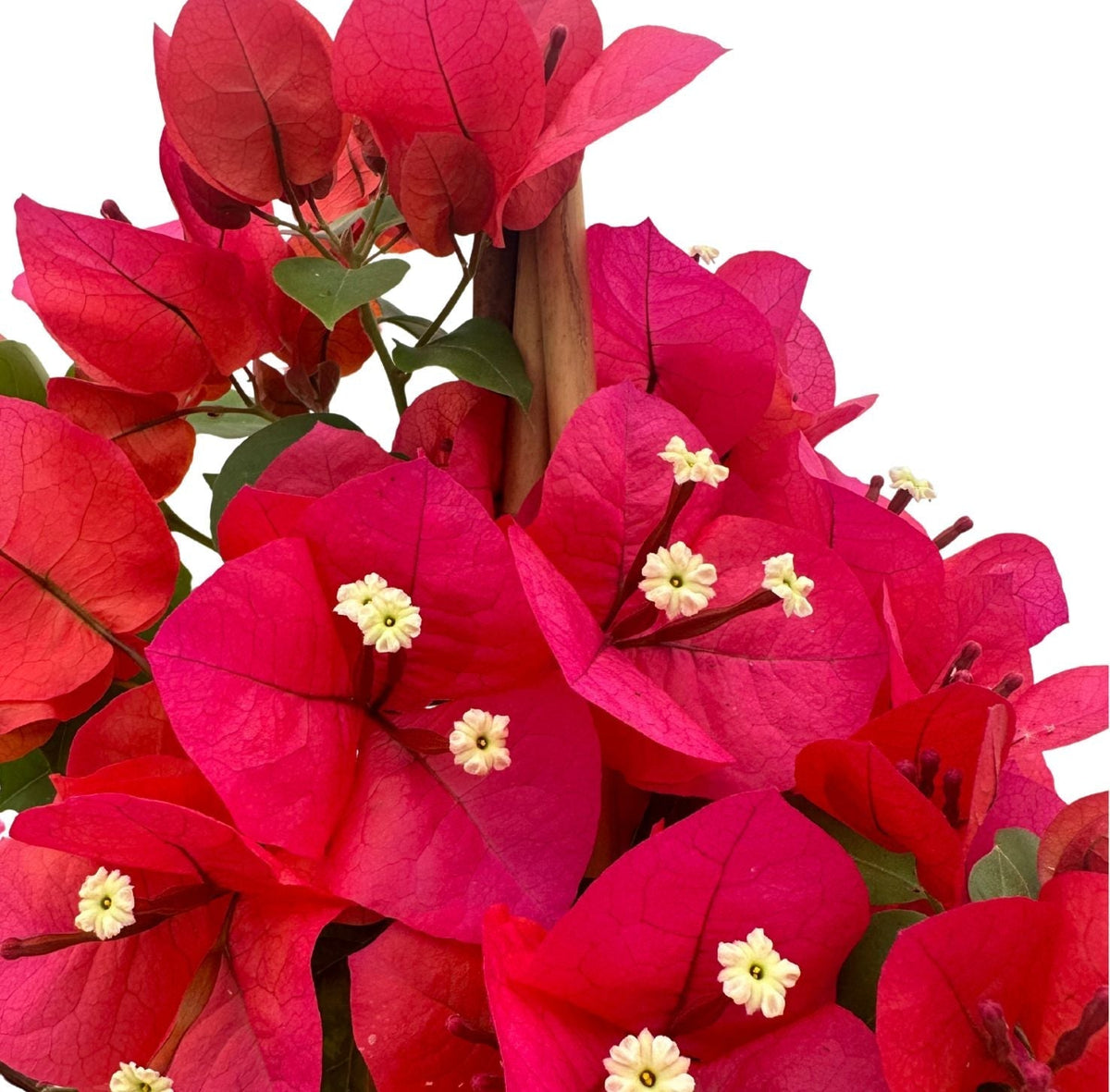 Bouganvillea Californiana: Esplosione di Colore e Guida Completa alla Coltivazione