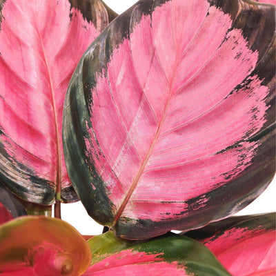 Calathea : Guide Complet 2026 pour la Culture en Appartement