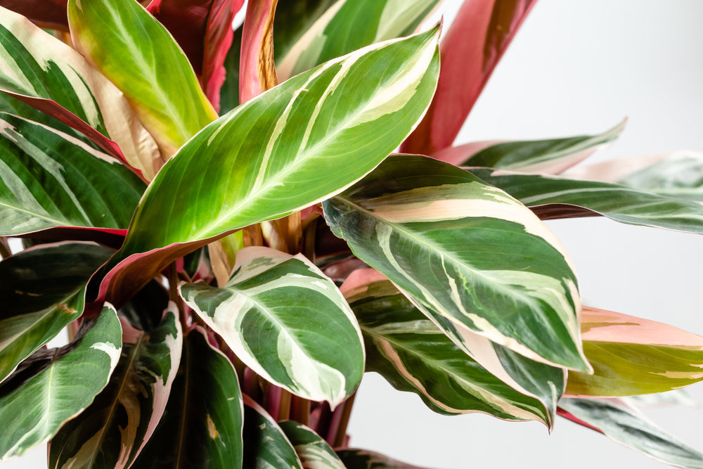 Calathea Cura: Segreti per Foglie Perfette 2025 I Giardini di Giulia  i  Giardini di Giulia