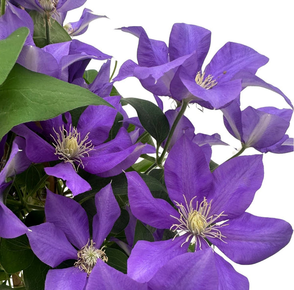 Clematis fiorita con grandi fiori a stella, rampicante da giardino