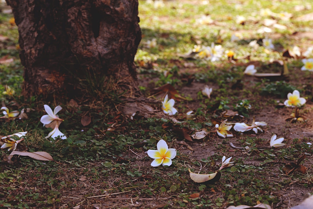 Plumeria in Autunno: Come Preparare il Frangipani al Letargo Invernale