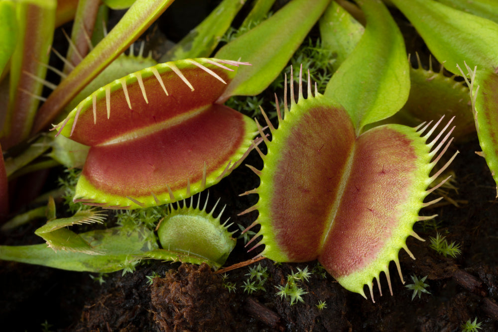 Piante Carnivore : Come coltivarle in Casa e in Giardino