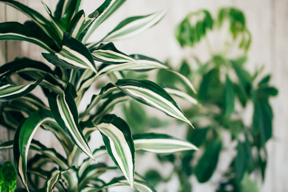 Soins du dracaena : Le guide complet pour faire prospérer votre plante dragon