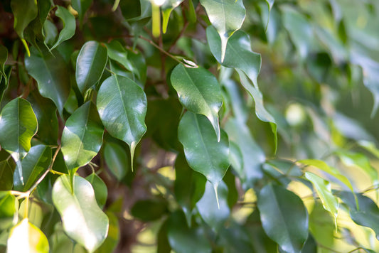 foglie di pianta di ficus ornamentale dal colore verde scuro e forma lanceolata
