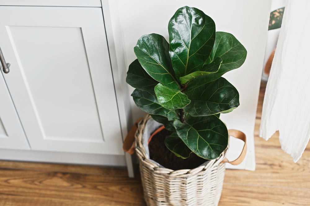 Ficus Lyrata Cura: La Guida al Fico a Foglia di Violino