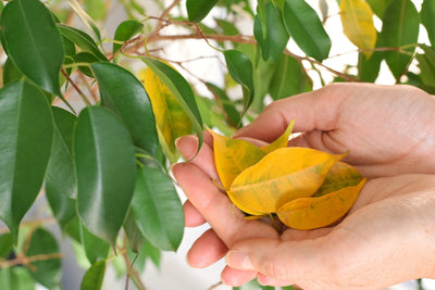 Ficus Benjamin in vaso, pianta da interno soggetta a ingiallimento e caduta delle foglie