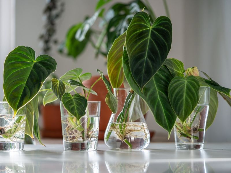 Philodendron en eau : Culture hydroponique simple et sans erreur - Guide complet 