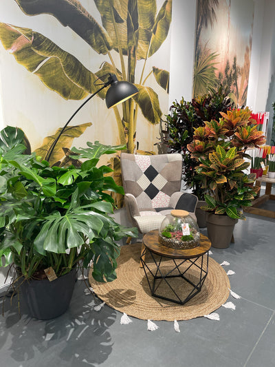 Piante da Interno Facili: Bonsai Ficus, Sansevieria Laurentii e Aglaonema per Principianti