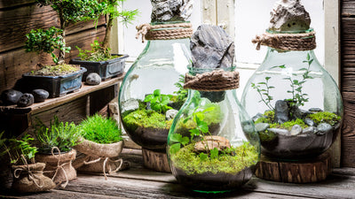 Kit Terrarium Fai da Te:  Ecosistemi Magici che Trasformano la Vita