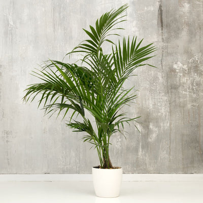 Palma Kentia (Howea forsteriana) in vaso da interno