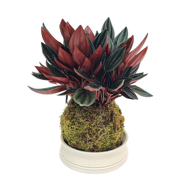 Kokedama di Peperomia caperata rossa, sfera di muschio al posto del vaso