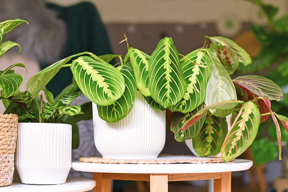 calathea rose crimson Calathea Rosy