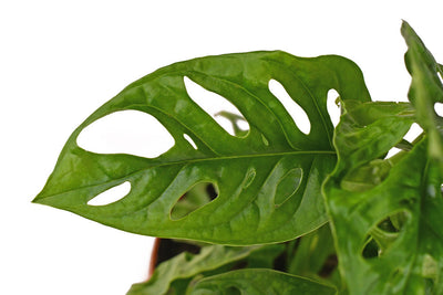 Monstera Monkey Leaf (Adansonii): cura, crescita e consigli pratici