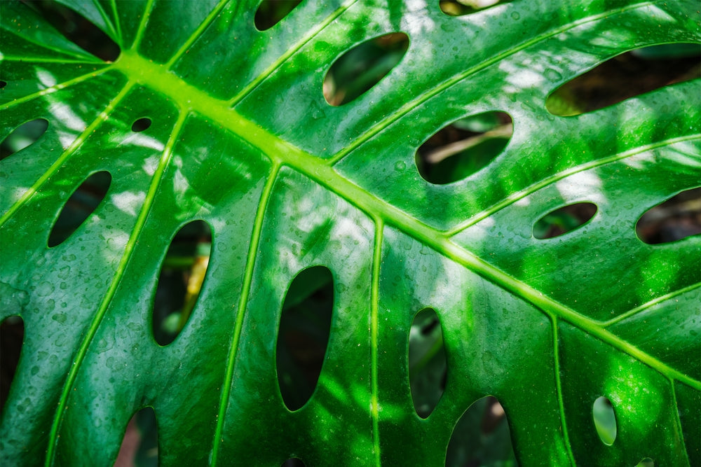 Monstera Deliciosa: La Guida Completa alla Cura  i Giardini di Giulia
