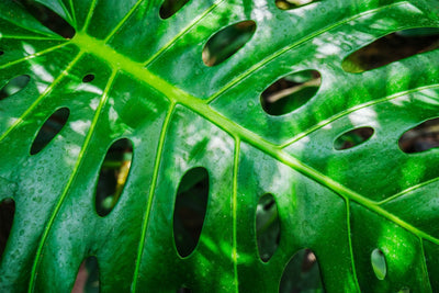 Monstera Deliciosa : Le guide de soins complet. 