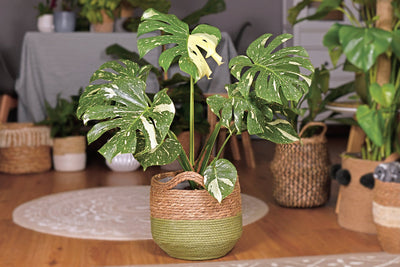 Plantes panachées : le guide ultime de la tendance qui séduit les amoureux des plantes