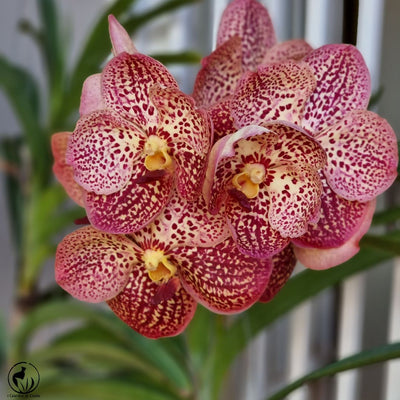 Orchidées : une touche d'élégance exotique pour votre intérieur