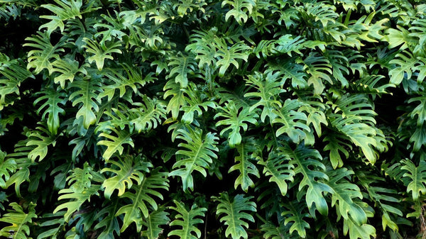 Philodendron : Nos conseils pour faire prospérer votre plante 