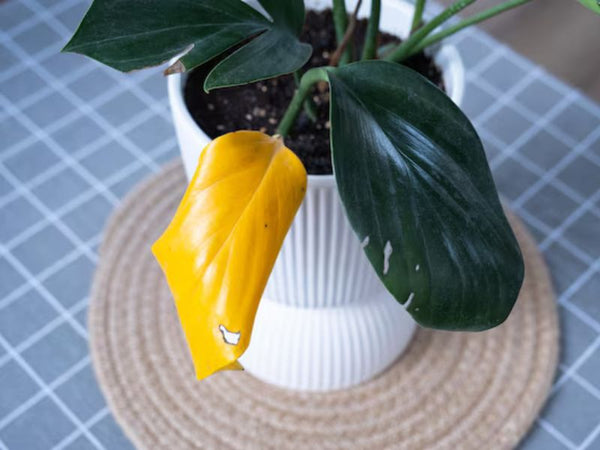 Philodendron : Pourquoi les feuilles jaunissent et comment y remédier - Le guide du pépiniériste 