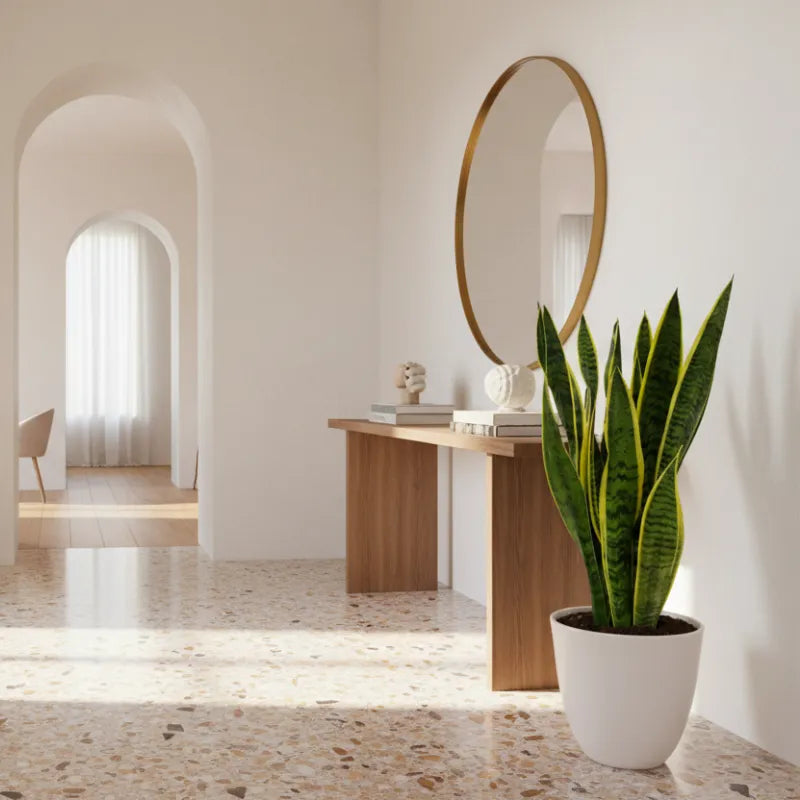 Scopri Come Prendersi Cura della Sansevieria Laurentii: La Pianta Perfetta per Ogni Casa