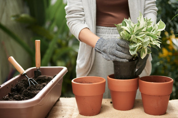 Persona con guanti che rinvasa una pianta verde in un vaso di terracotta, con attrezzi da giardinaggio