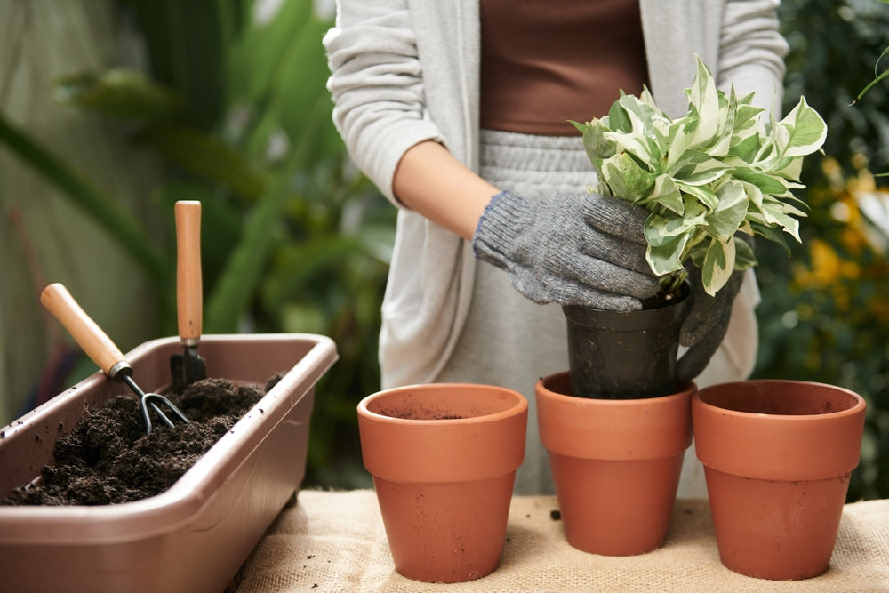 Rempotage des plantes d'intérieur : quand, comment et pourquoi vos plantes vous en remercieront 