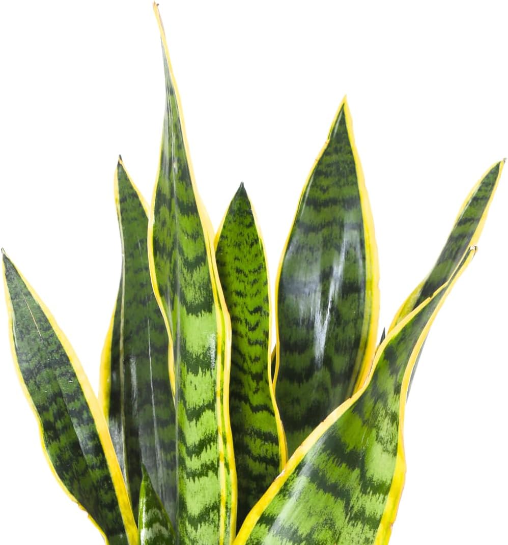 Sansevieria: Guida Completa alla Cura della Lingua di Suocera