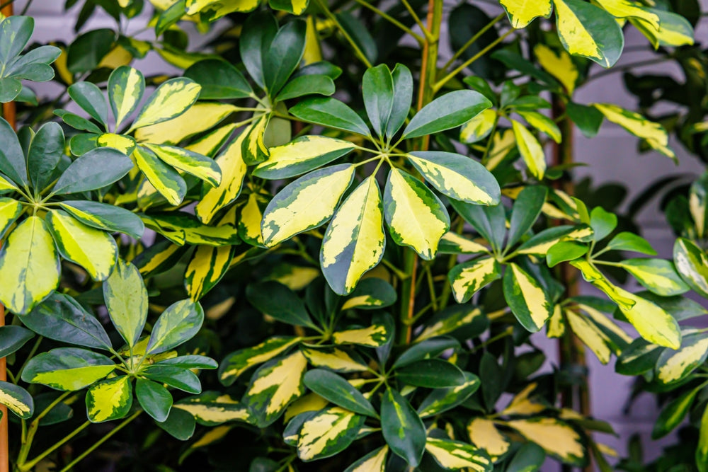 Schefflera: La Regina Tropicale che Trasforma Casa e Ufficio (Anche se Non Hai il Pollice Verde)