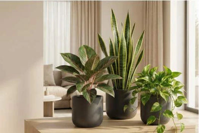 Les 7 plantes d'intérieur les plus résistantes et décoratives de 2026