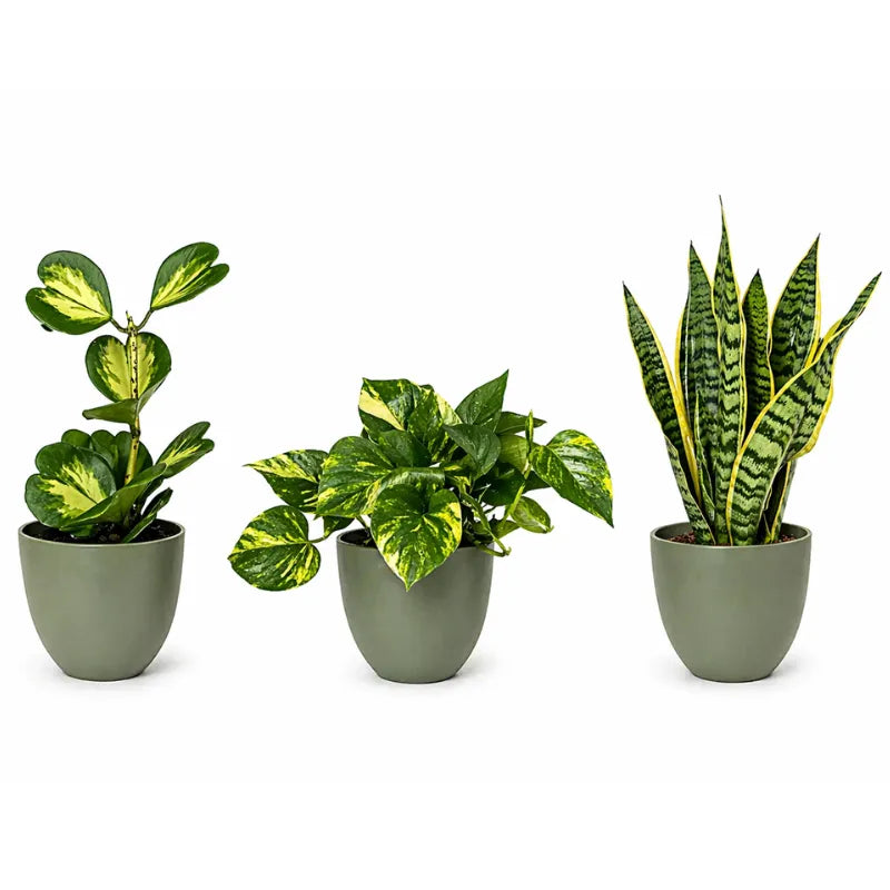 Sansevieria e pothos per soggiorno 